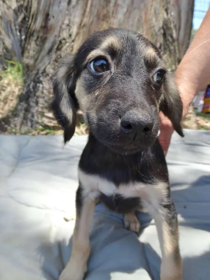Cachorro ra a SRd idade 2 a 6 meses nome Carioca