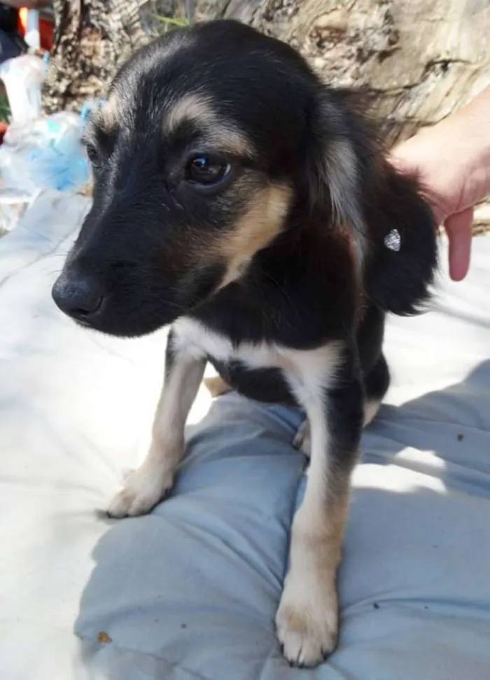 Cachorro ra a SRd idade 2 a 6 meses nome Carioca