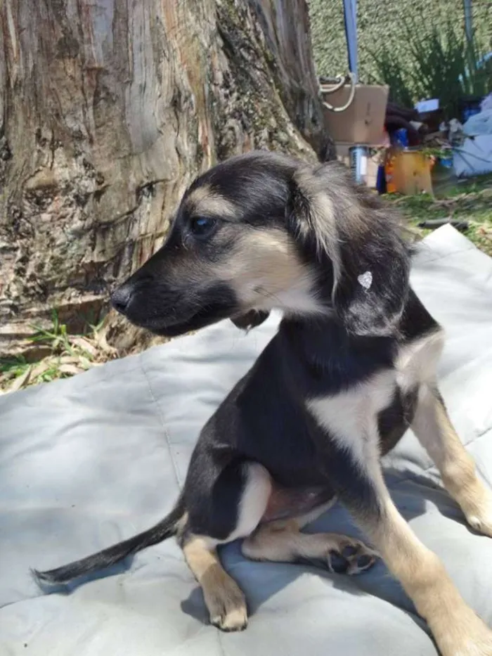 Cachorro ra a SRd idade 2 a 6 meses nome Carioca