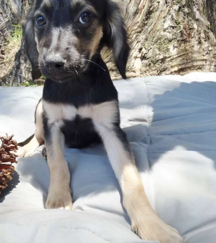 Cachorro ra a SRd idade 2 a 6 meses nome Carioca