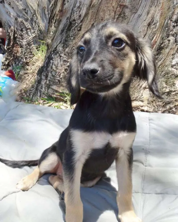 Cachorro ra a SRd idade 2 a 6 meses nome Carioca