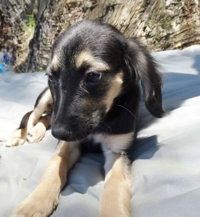 Cachorro ra a SRd idade 2 a 6 meses nome Carioca