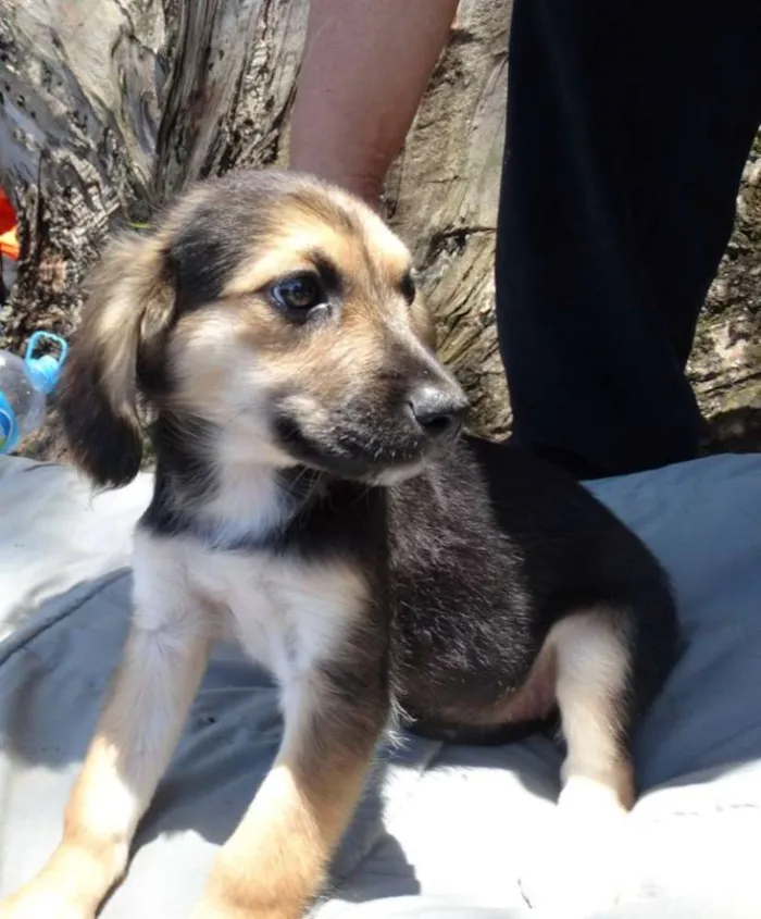 Cachorro ra a srd idade 2 a 6 meses nome Brisa