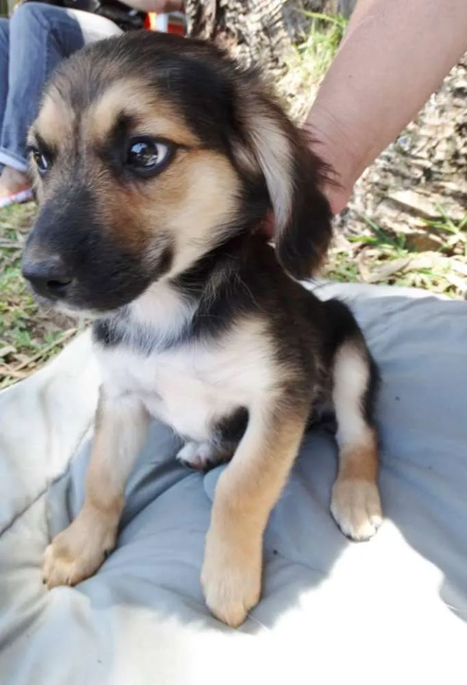 Cachorro ra a srd idade 2 a 6 meses nome Brisa