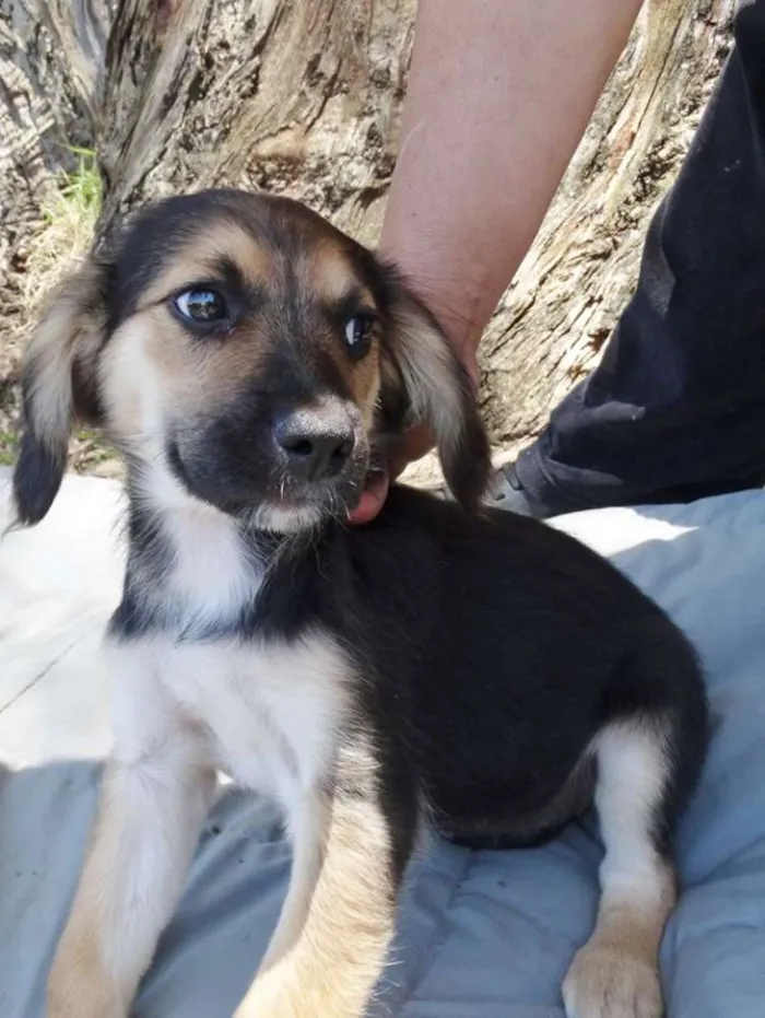 Cachorro ra a srd idade 2 a 6 meses nome Brisa