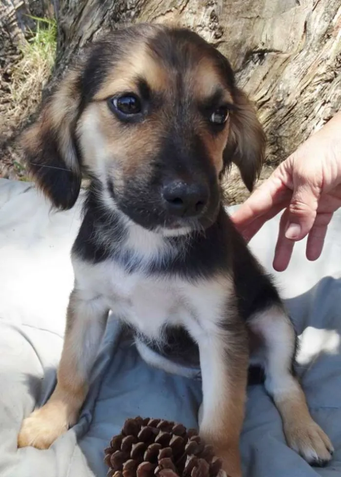 Cachorro ra a srd idade 2 a 6 meses nome Brisa