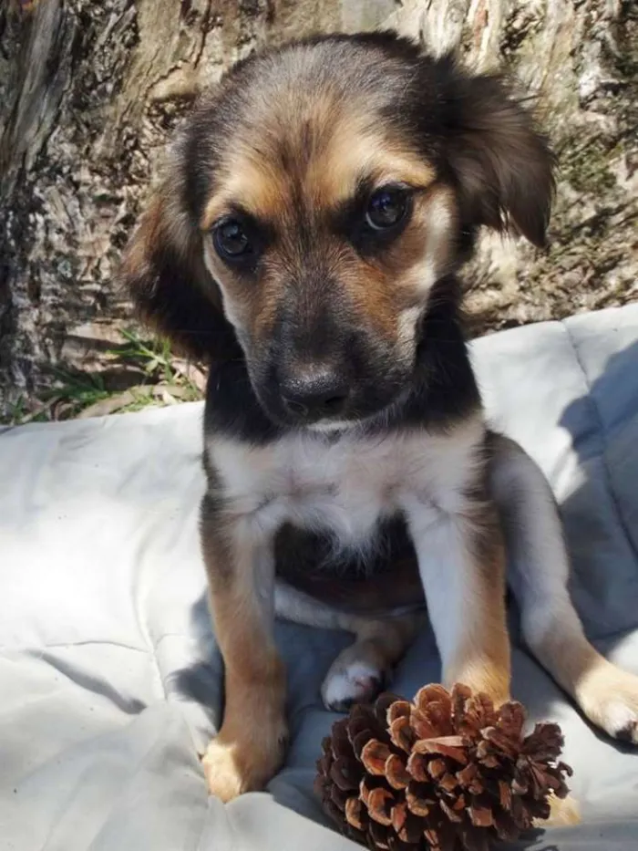 Cachorro ra a srd idade 2 a 6 meses nome Brisa
