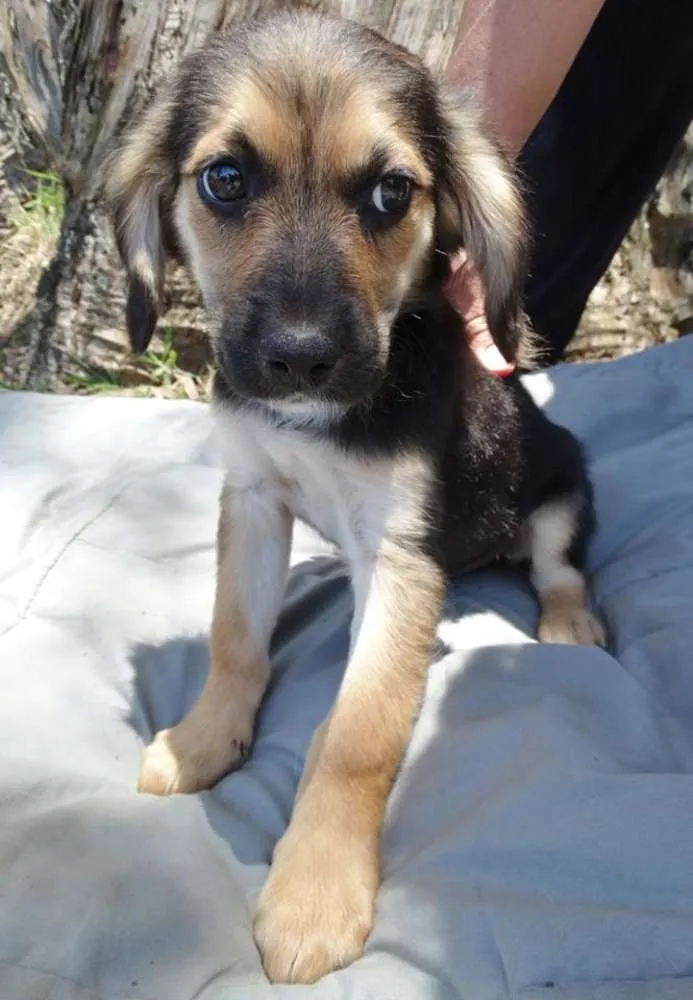 Cachorro ra a srd idade 2 a 6 meses nome Brisa