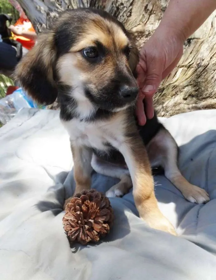 Cachorro ra a srd idade 2 a 6 meses nome Brisa