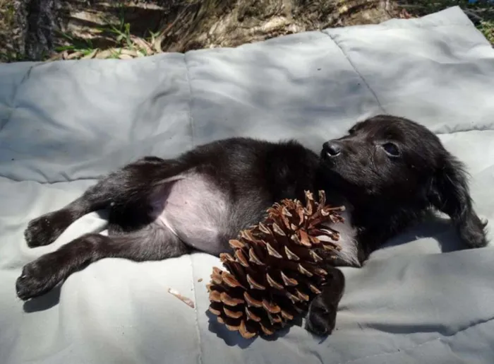 Cachorro ra a srd idade 2 a 6 meses nome Açai