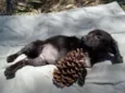 Açai