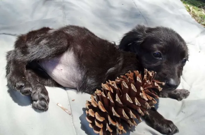 Cachorro ra a srd idade 2 a 6 meses nome Açai