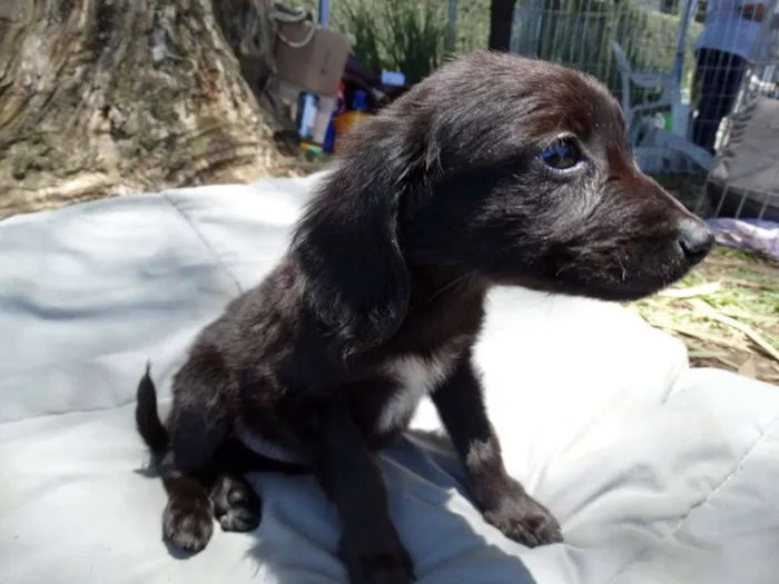 Cachorro ra a srd idade 2 a 6 meses nome Açai