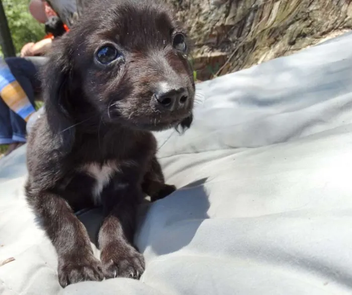Cachorro ra a srd idade 2 a 6 meses nome Açai