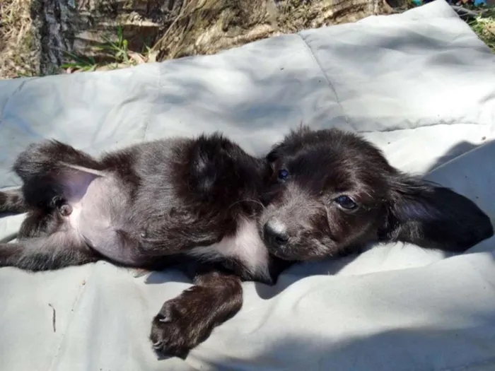 Cachorro ra a srd idade 2 a 6 meses nome Açai