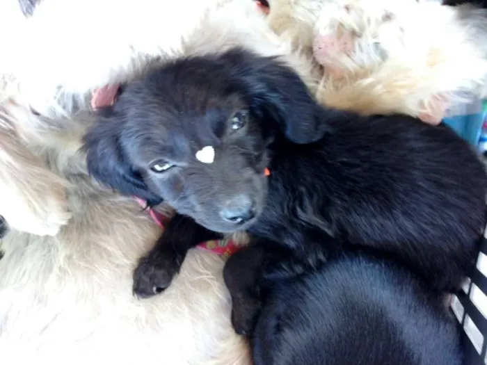 Cachorro ra a srd idade 2 a 6 meses nome Açai