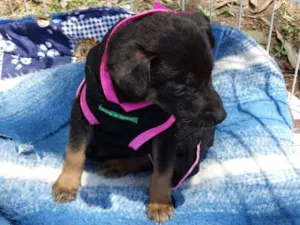Cachorro raça srd idade 2 a 6 meses nome Thelma