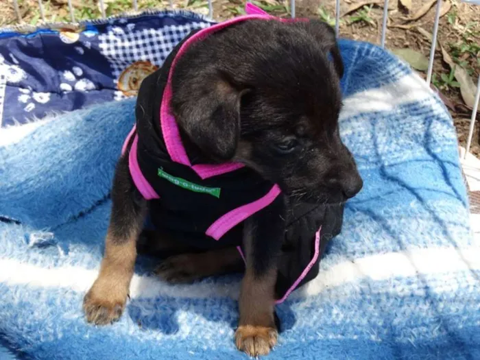 Cachorro ra a srd idade 2 a 6 meses nome Thelma