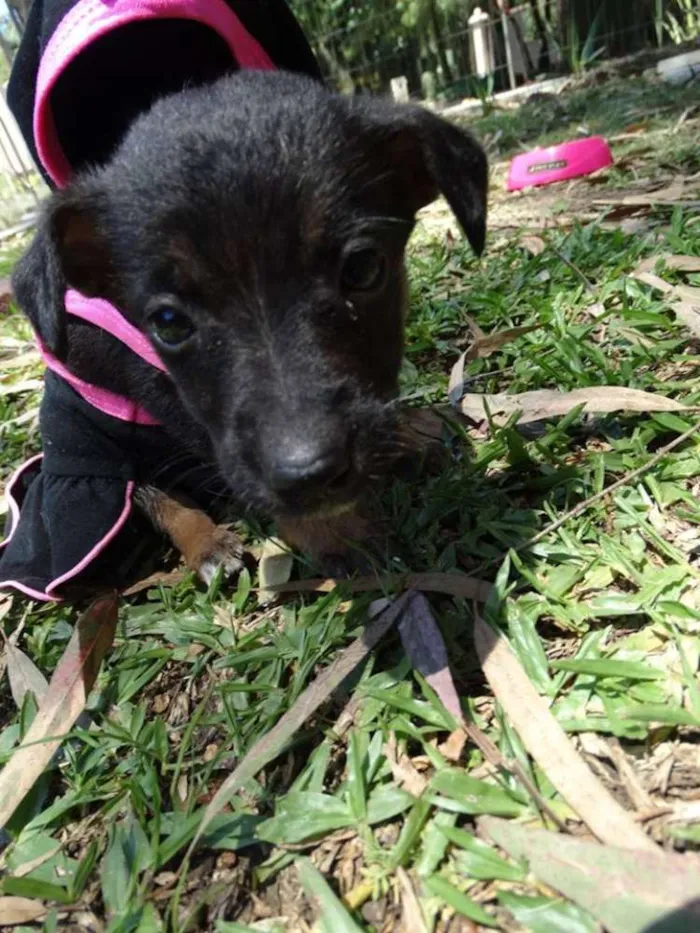 Cachorro ra a srd idade 2 a 6 meses nome Thelma