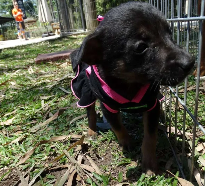 Cachorro ra a srd idade 2 a 6 meses nome Thelma