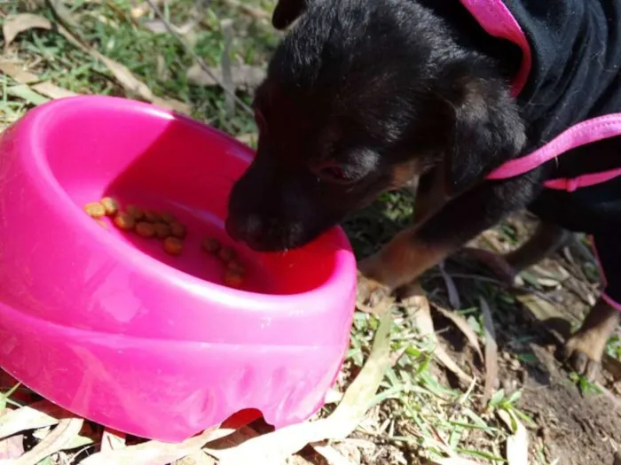 Cachorro ra a srd idade 2 a 6 meses nome Thelma