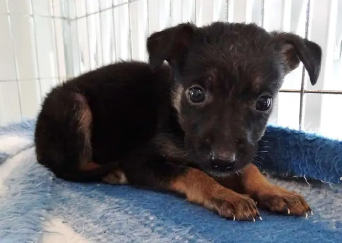 Cachorro ra a srd idade 2 a 6 meses nome Thelma