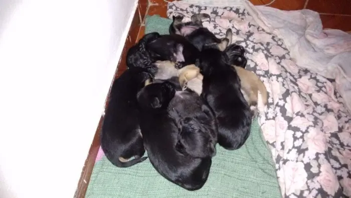 Cachorro ra a Rsd idade Abaixo de 2 meses nome Filhotes