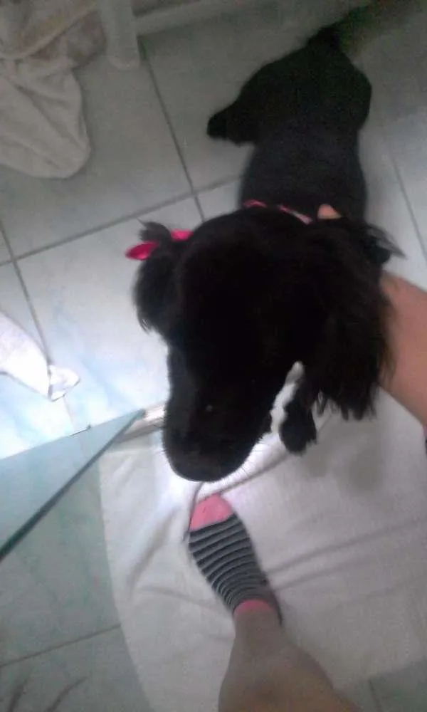 Cachorro ra a Cocker idade 7 a 11 meses nome Pretinha