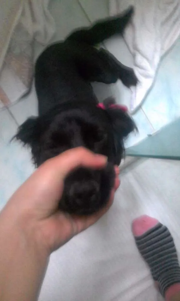 Cachorro ra a Cocker idade 7 a 11 meses nome Pretinha