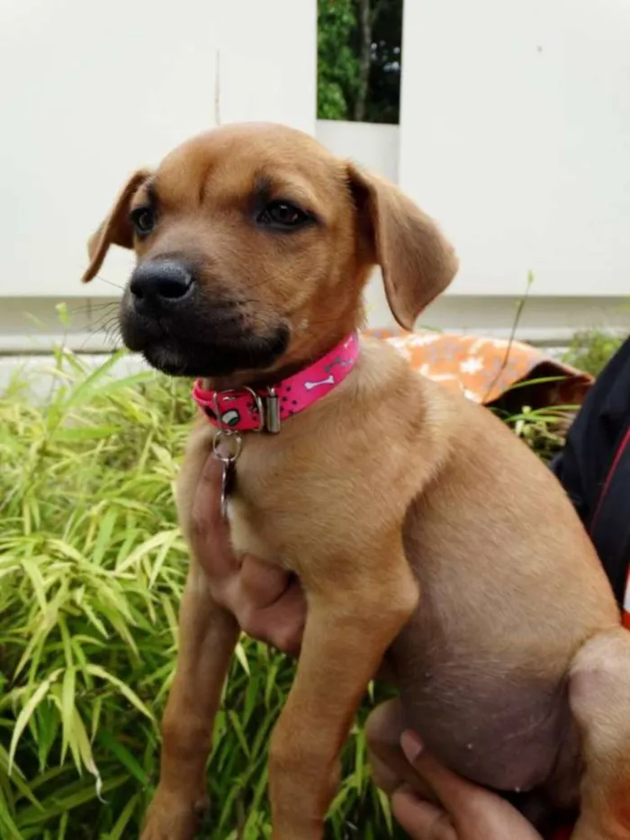 Cachorro ra a SRD idade Abaixo de 2 meses nome Amora