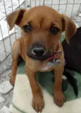 Amora