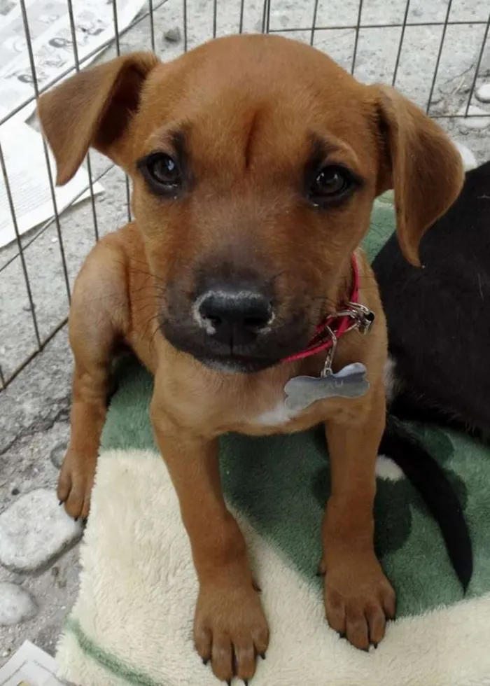 Cachorro ra a SRD idade Abaixo de 2 meses nome Amora