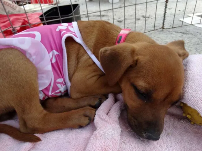 Cachorro ra a SRD idade Abaixo de 2 meses nome Amora