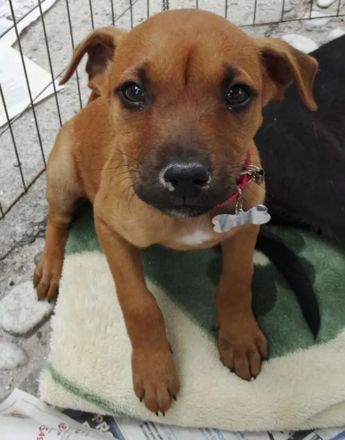Cachorro ra a SRD idade Abaixo de 2 meses nome Amora