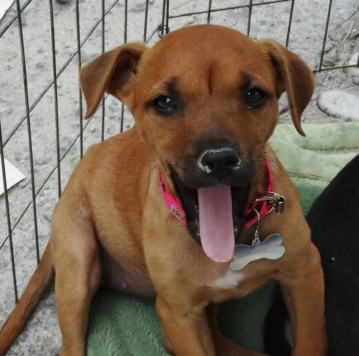 Cachorro ra a SRD idade Abaixo de 2 meses nome Amora