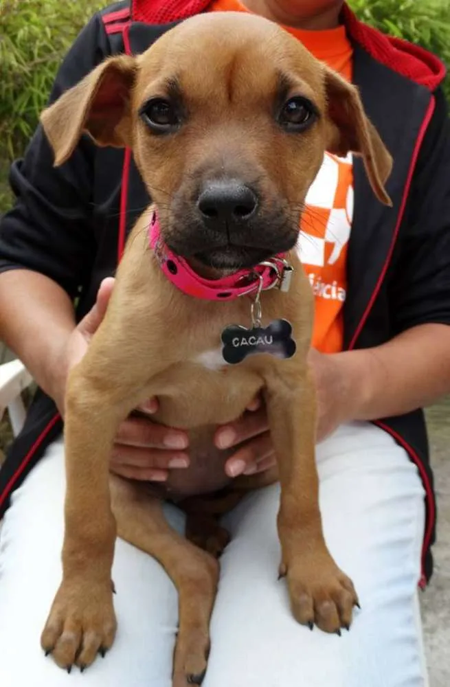 Cachorro ra a SRD idade Abaixo de 2 meses nome Amora