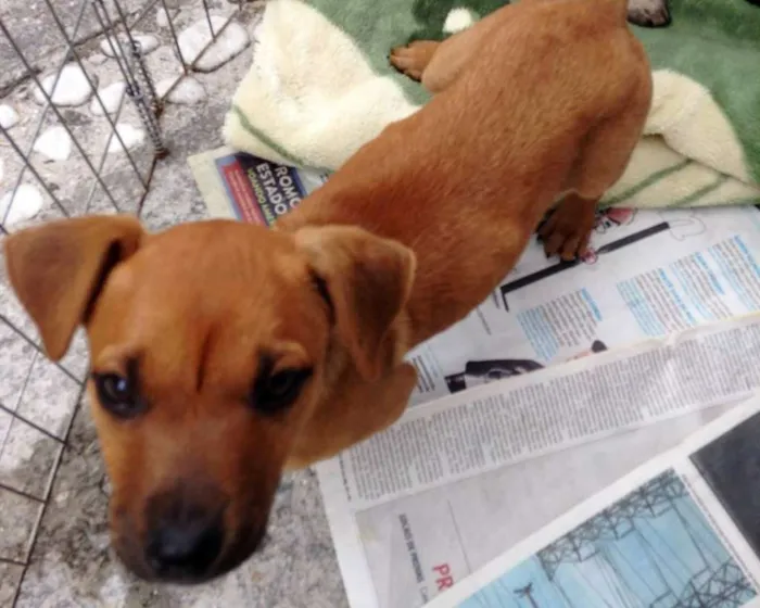 Cachorro ra a SRD idade Abaixo de 2 meses nome Amora