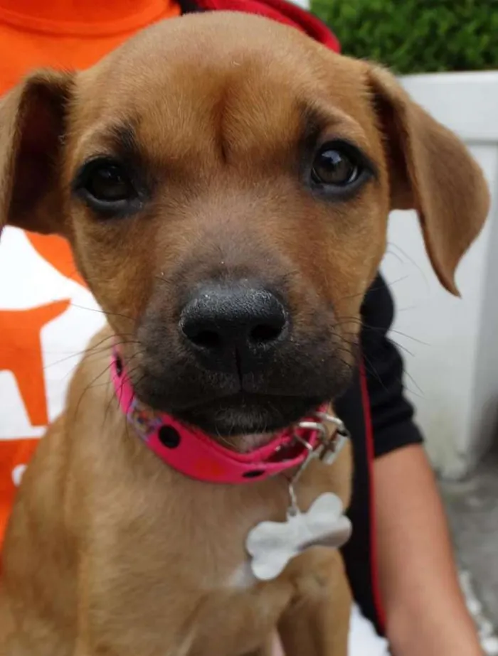 Cachorro ra a SRD idade Abaixo de 2 meses nome Amora