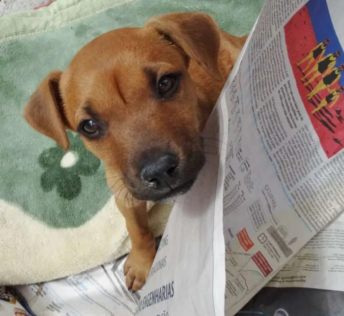 Cachorro ra a SRD idade Abaixo de 2 meses nome Amora