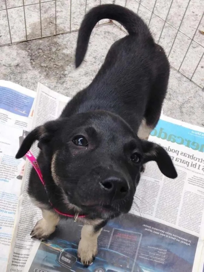 Cachorro ra a srd idade 2 a 6 meses nome Amora