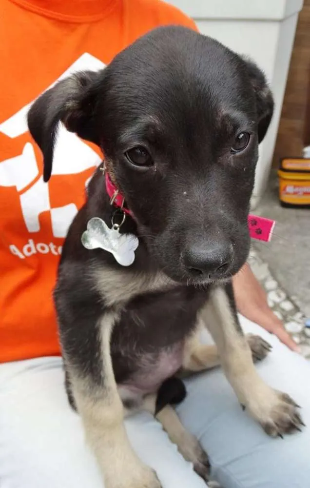 Cachorro ra a srd idade 2 a 6 meses nome Amora