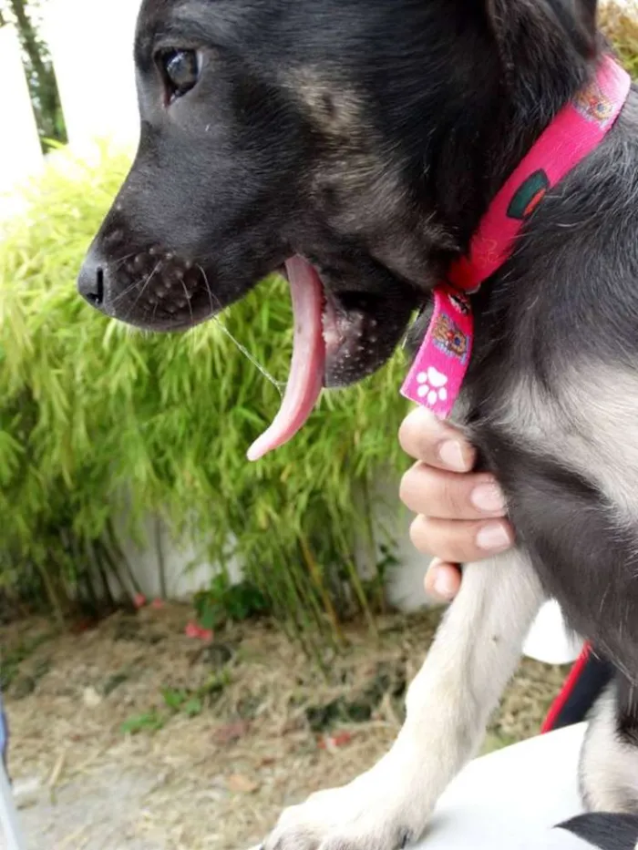 Cachorro ra a srd idade 2 a 6 meses nome Amora