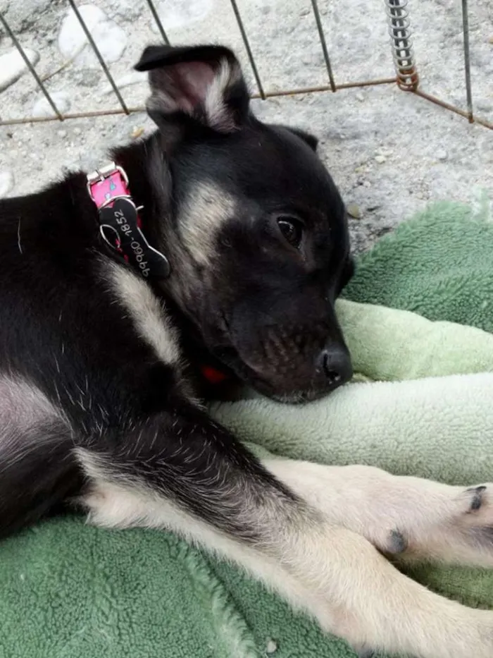 Cachorro ra a srd idade 2 a 6 meses nome Amora