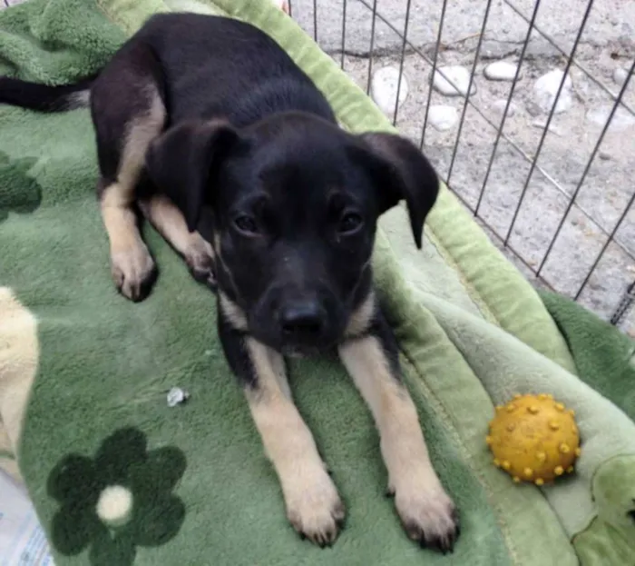 Cachorro ra a srd idade 2 a 6 meses nome Amora