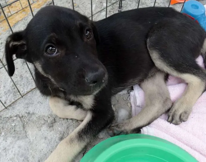 Cachorro ra a srd idade 2 a 6 meses nome Amora