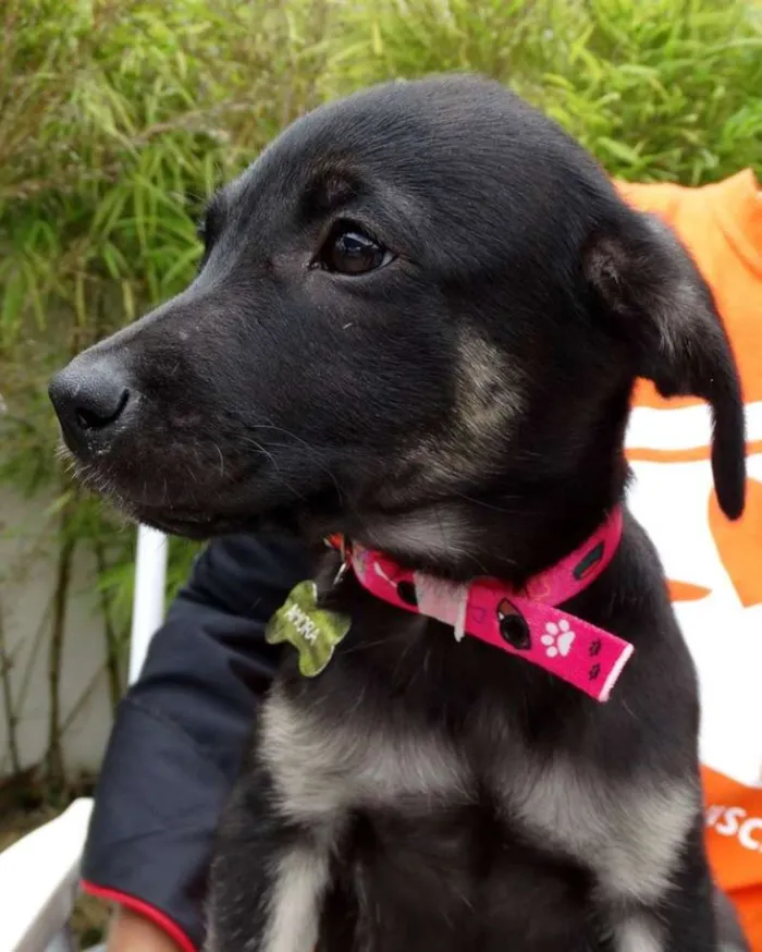 Cachorro ra a srd idade 2 a 6 meses nome Amora