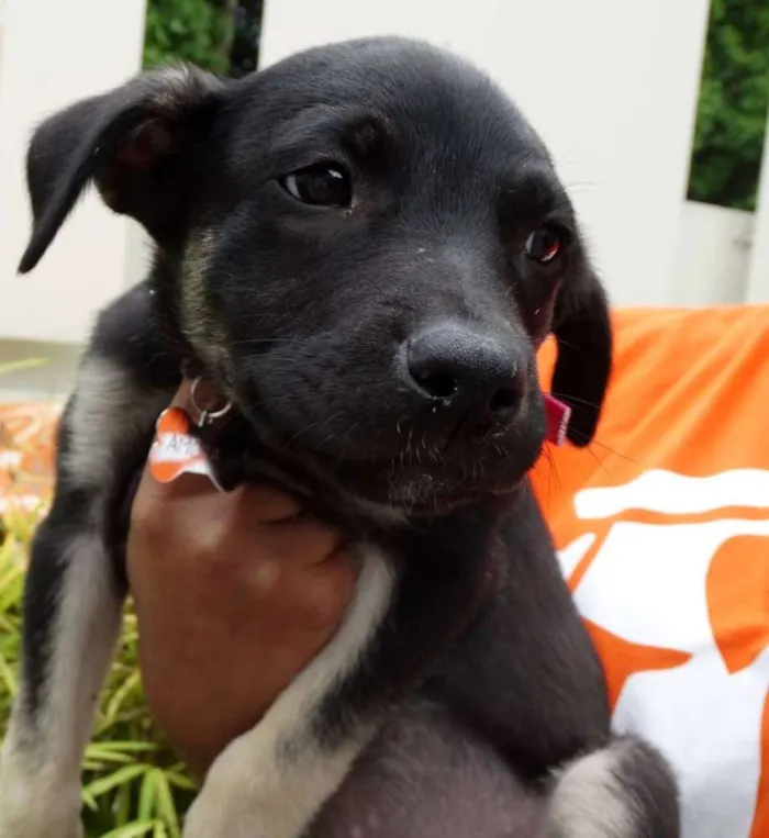 Cachorro ra a srd idade 2 a 6 meses nome Amora