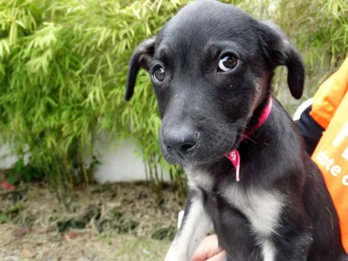 Cachorro ra a srd idade 2 a 6 meses nome Amora