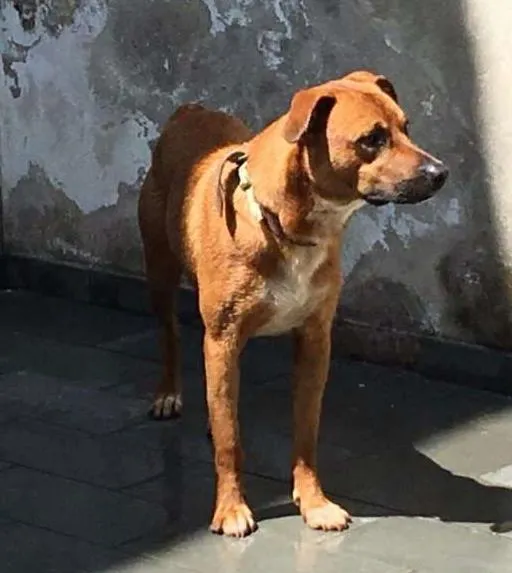 Cachorro raça SRD idade 1 ano nome Billy