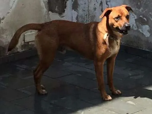 Cachorro raça SRD idade 1 ano nome Billy